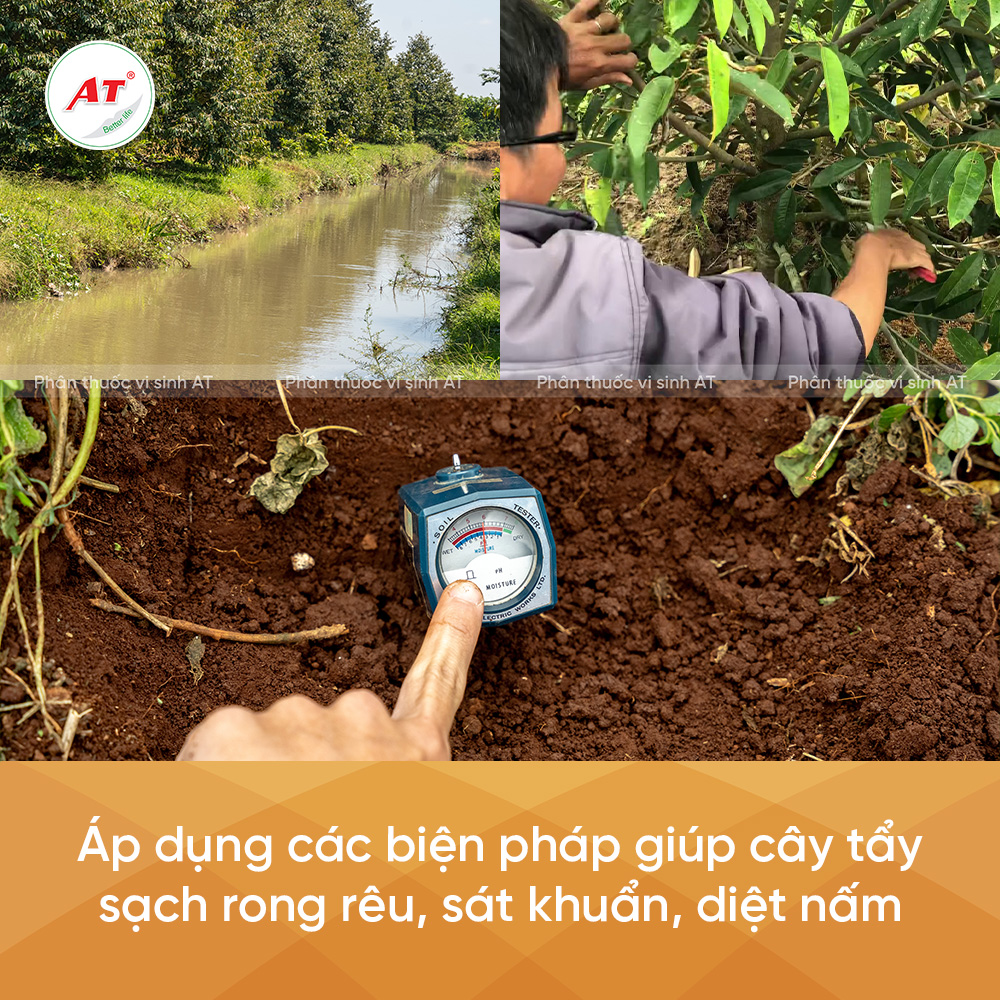 Các biện pháp tẩy sạch rong rêu diệt nấm khuẩn