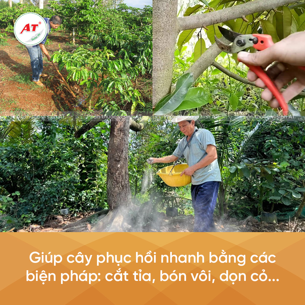 Cách giúp cây phục hồi nhanh
