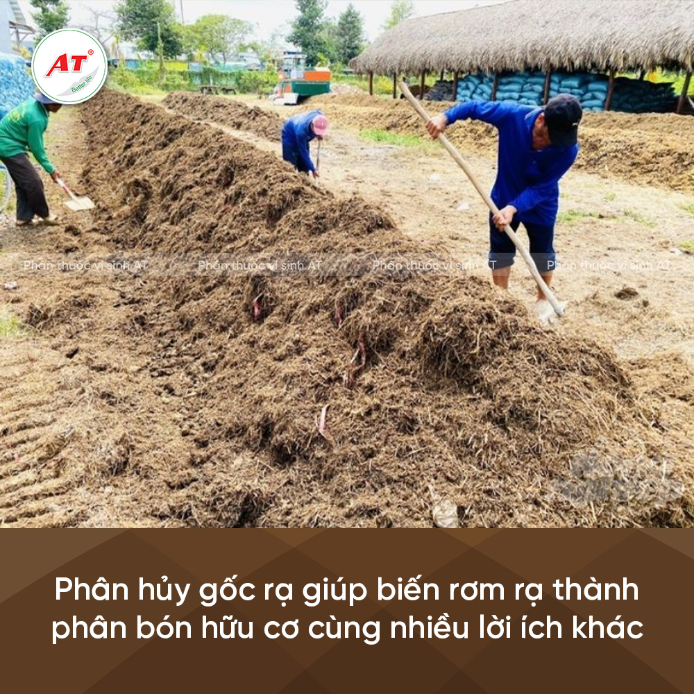 Lợi ích của phân hủy gốc rạ