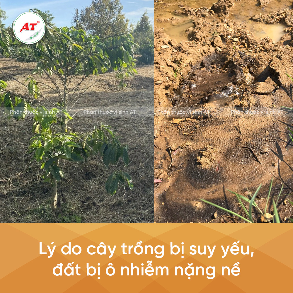 Lý do cây trồng bị suy yếu