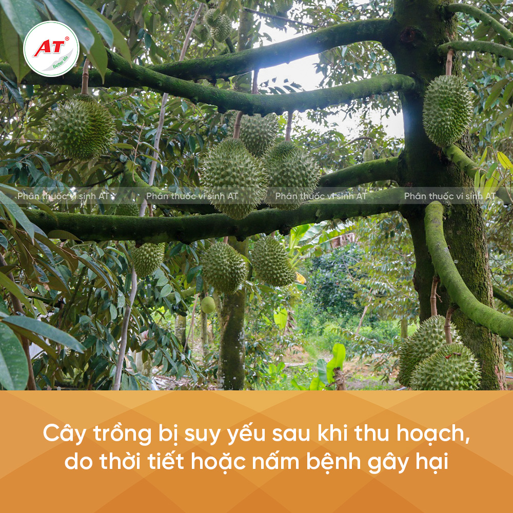Nguyên nhân cây trồng suy yếu
