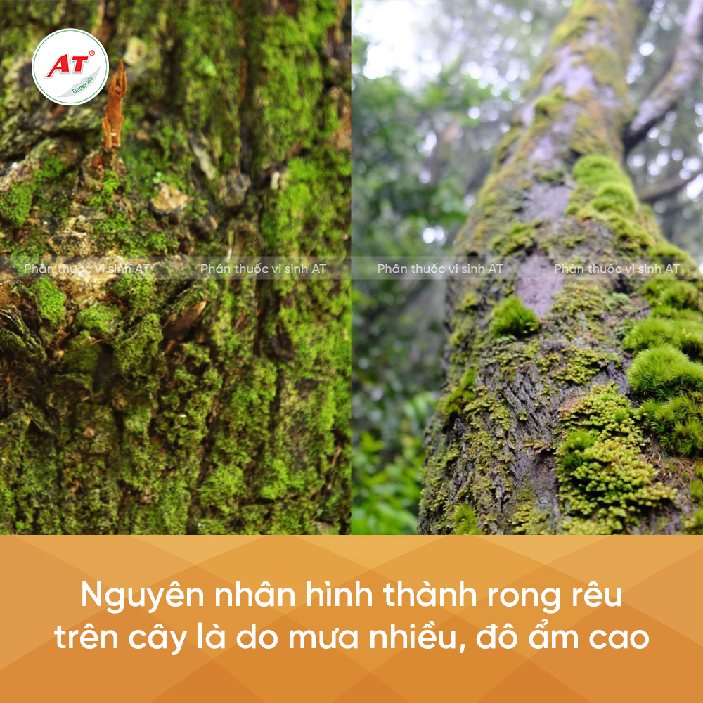 Nguyên nhân hình thành rong rêu