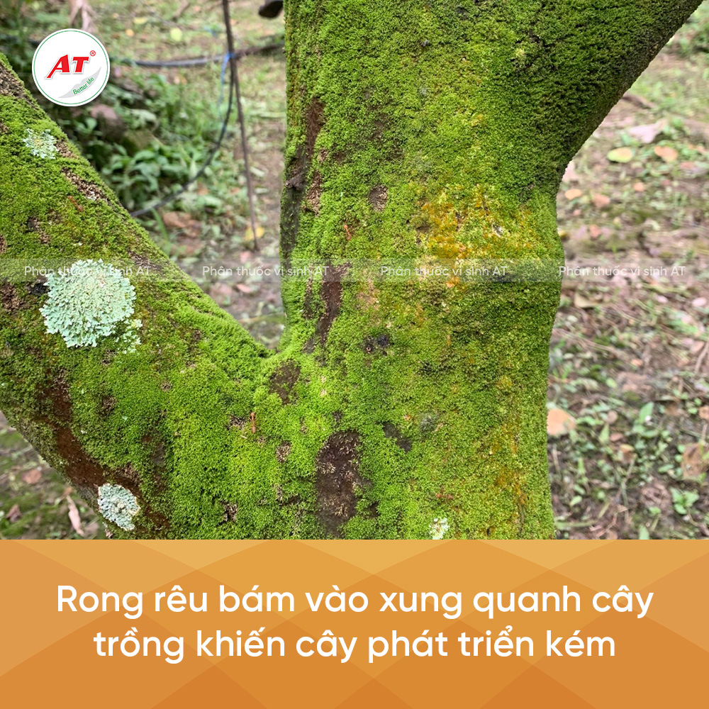 Rong rêu gây hại cây trồng