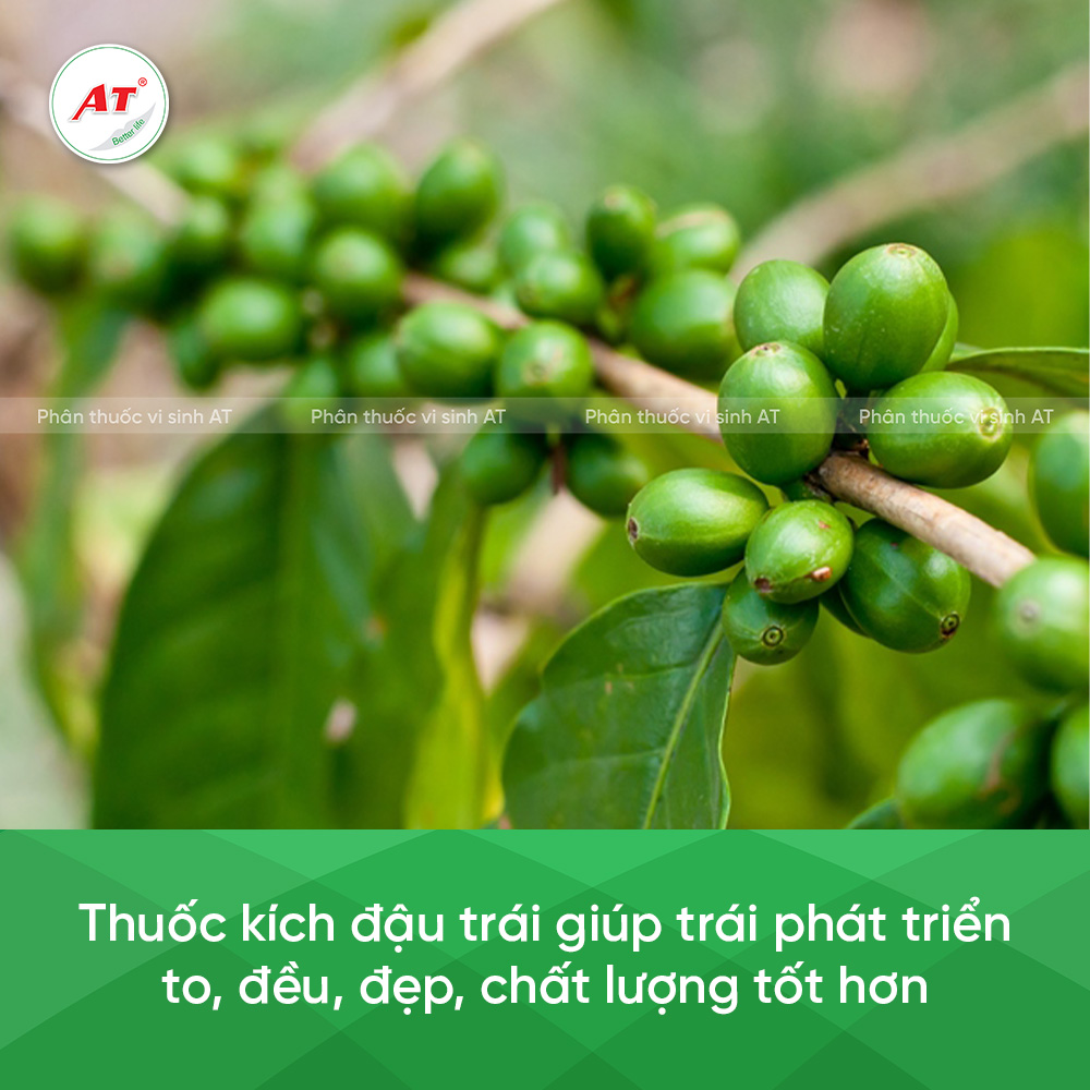 Tác dụng thuốc kích dậu trái