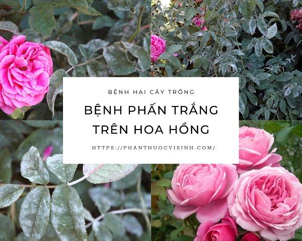 benh-phan-trang-hoa-hong