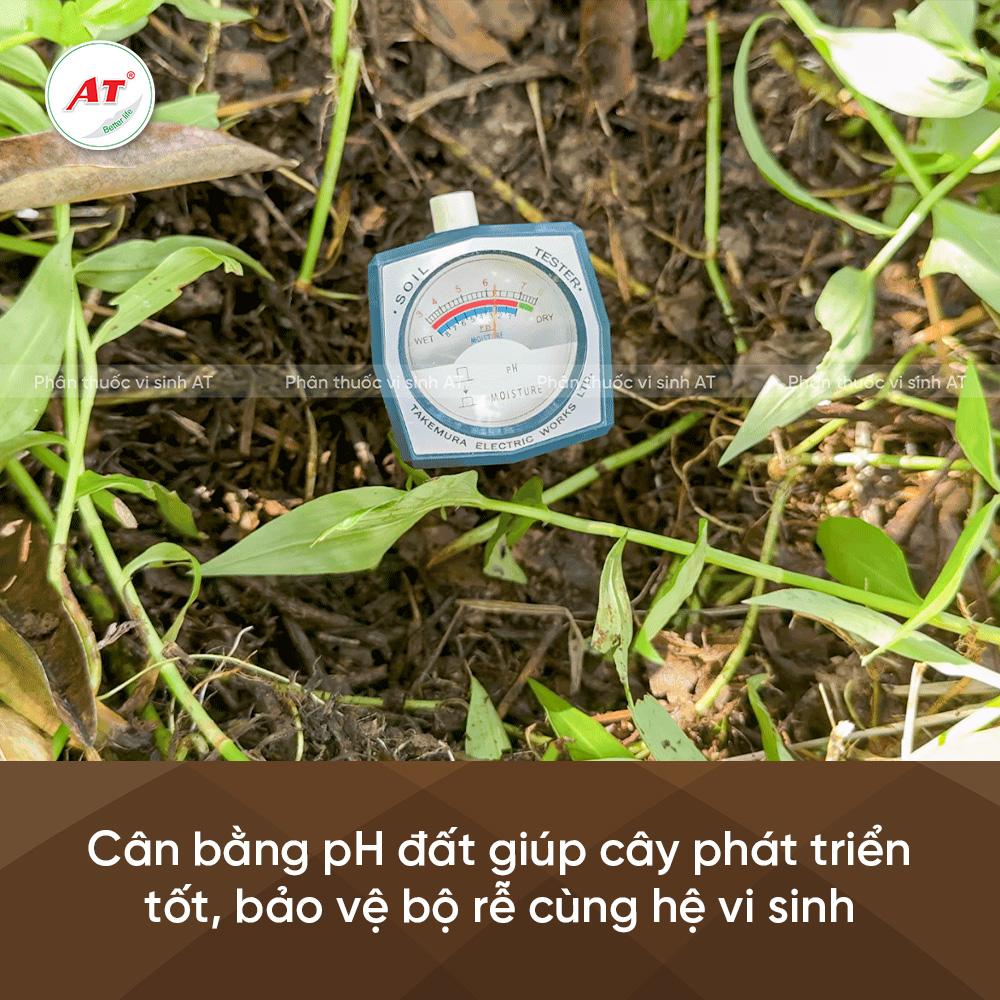 cây phát triển tốt