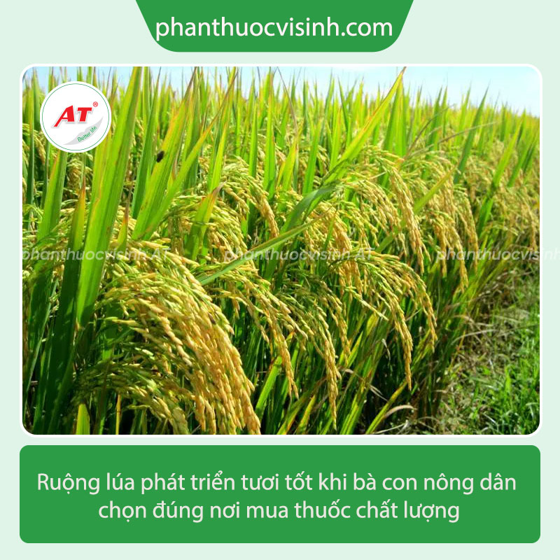 Thuốc vô gạo nhanh - Giúp tăng suất xuất ruộng lúa