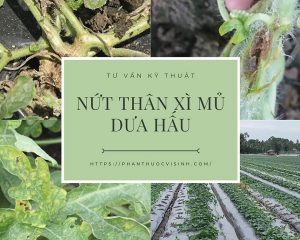 nut-than-xi-mu-dua-hau