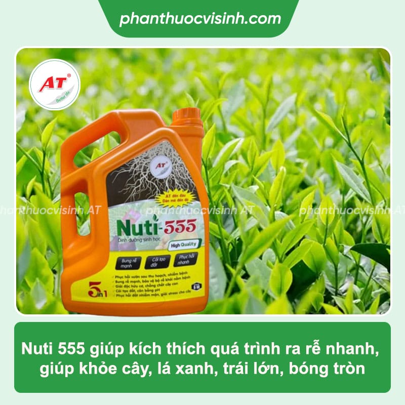 Nuti 555 - Thuốc kích đọt, cải tạo đất, bảo vệ bộ rễ khỏe mạnh
