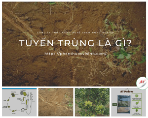 tuyen-trung