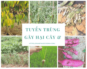 tuyen-trung-gay-hai-cay-trong