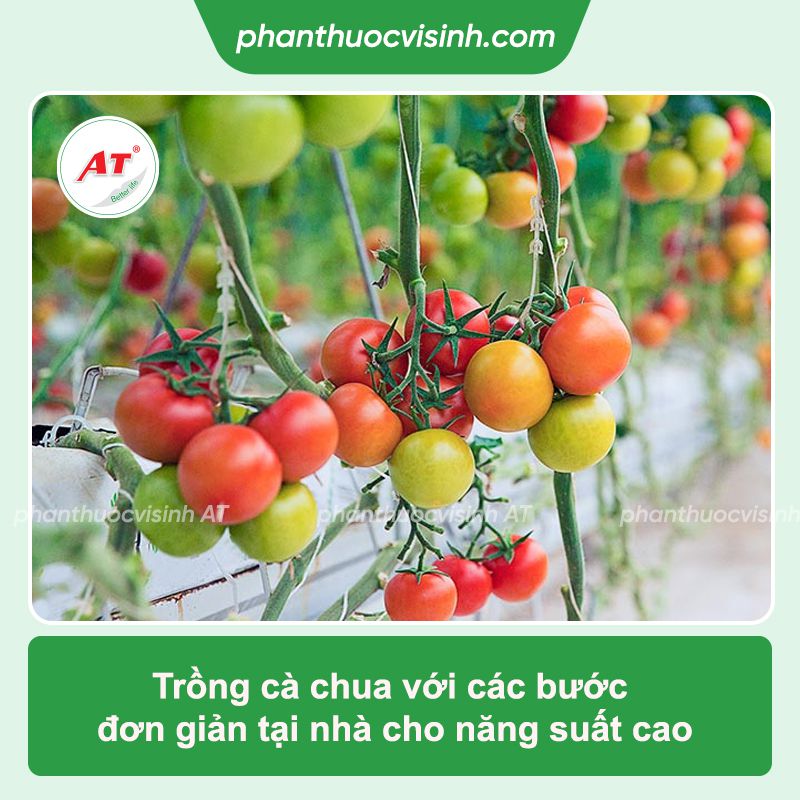 Quy trình và kỹ thuật trồng cây cà chua cho năng suất cao