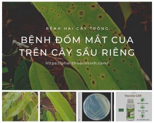 benh-dom-mat-cua-tren-cay-sau-rieng