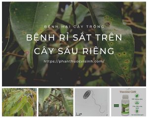 benh-ri-sat-tren-cay-sau-rieng