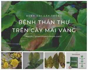 benh-than-thu-tren-cay-mai-vang