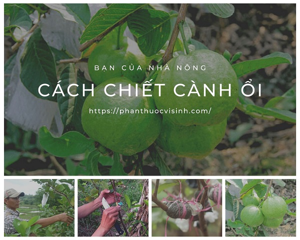 cach-chiet-canh-oi