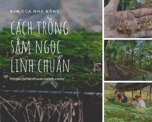 cach-trong-sam-ngoc-linh