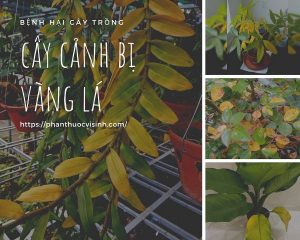 cay-canh-bi-vang-la