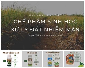 che-pham-sinh-hoc-xu-ly-dat-nhiem-man