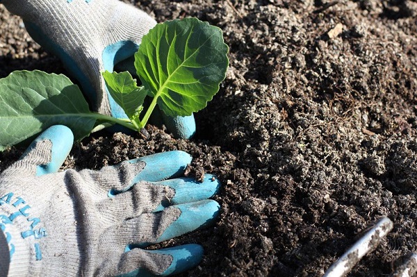 Học ngay cách trồng bắp cải xanh tốt, nhanh thu hoạch - Phân Thuốc Vi Sinh AT