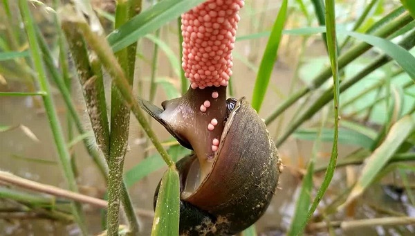 Cách diệt trừ hiệu quả ốc bươu vàng hại lúa cho người nông dân 2 oc-buou-vang-hai-lua