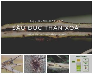 sau-duc-than-xoai