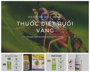 top-4-loai-thuoc-diet-ruoi-vang-hieu-qua