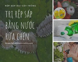 tri-rep-sap-bang-nuoc-rua-chen