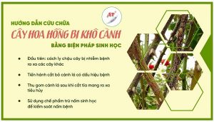 cach-chua-cay-hoa-hong-bi-kho-canh