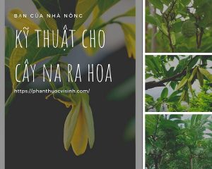 huong-dan-ky-thuat-cho-na-ra-hoa