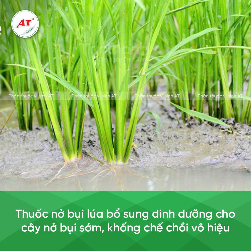 Thuốc nở bụi lúa vổ sung dinh dưỡng