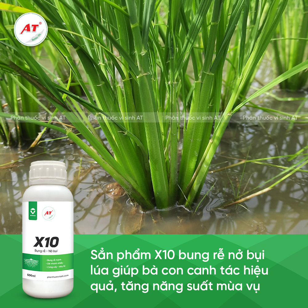 X10 bung rễ nở bụi 2