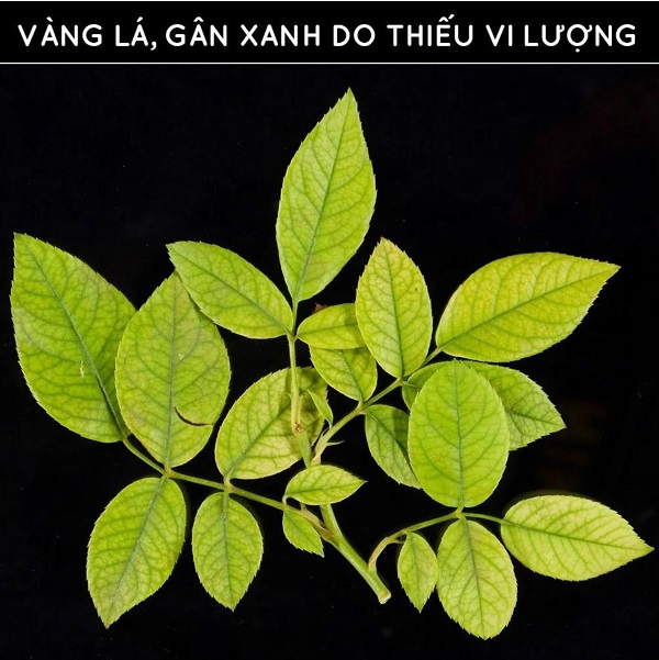vang-la-gan-xanh-do-thieu-vi-luong
