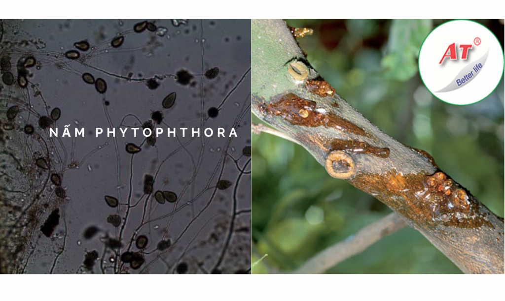 hoat-chat-tri-nam-phytophthora