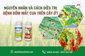 Tìm hiểu cách trị dứt điểm bệnh đốm mắt cua trên cây ớt