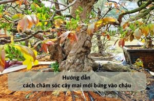 Hướng dẫn cách chăm sóc cây mai mới bứng vào chậu