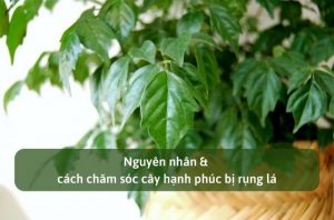 Nguyên nhân & cách chăm sóc cây hạnh phúc bị rụng lá