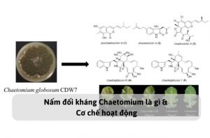 Nấm đối kháng Chaetomium là gì & Cơ chế hoạt động
