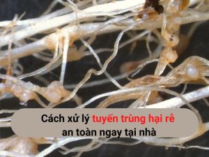 tuyến trùng hại rễ