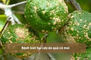 bệnh loét hại cây ăn quả có múi