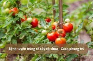 Bệnh tuyến trùng rễ