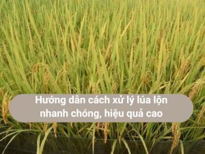 xử lý lúa lộn