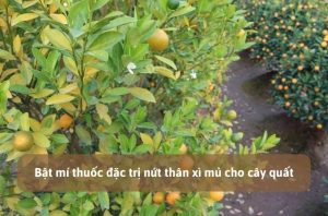 Bệnh nứt thân xì mủ trên cây quất