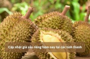 giá sầu riêng hôm nay