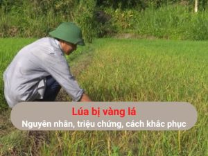 Lúa bị vàng lá