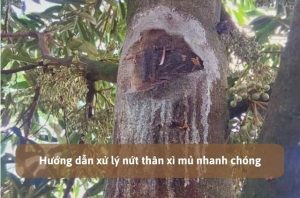 nứt thân xì mủ