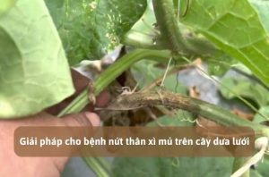 Bệnh nứt thân xì mủ trên cây dưa lưới