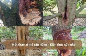 nứt thân xì mủ sầu riêng