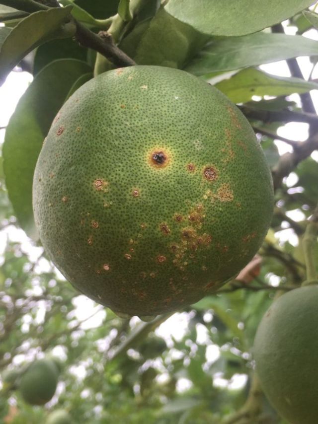 Dấu hiệu nhận biết bệnh loét hại cây ăn quả có múi trên quả