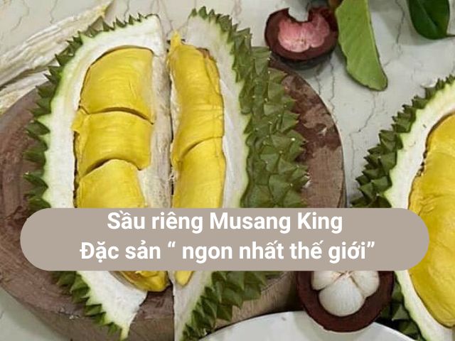 Sầu riêng Musang King